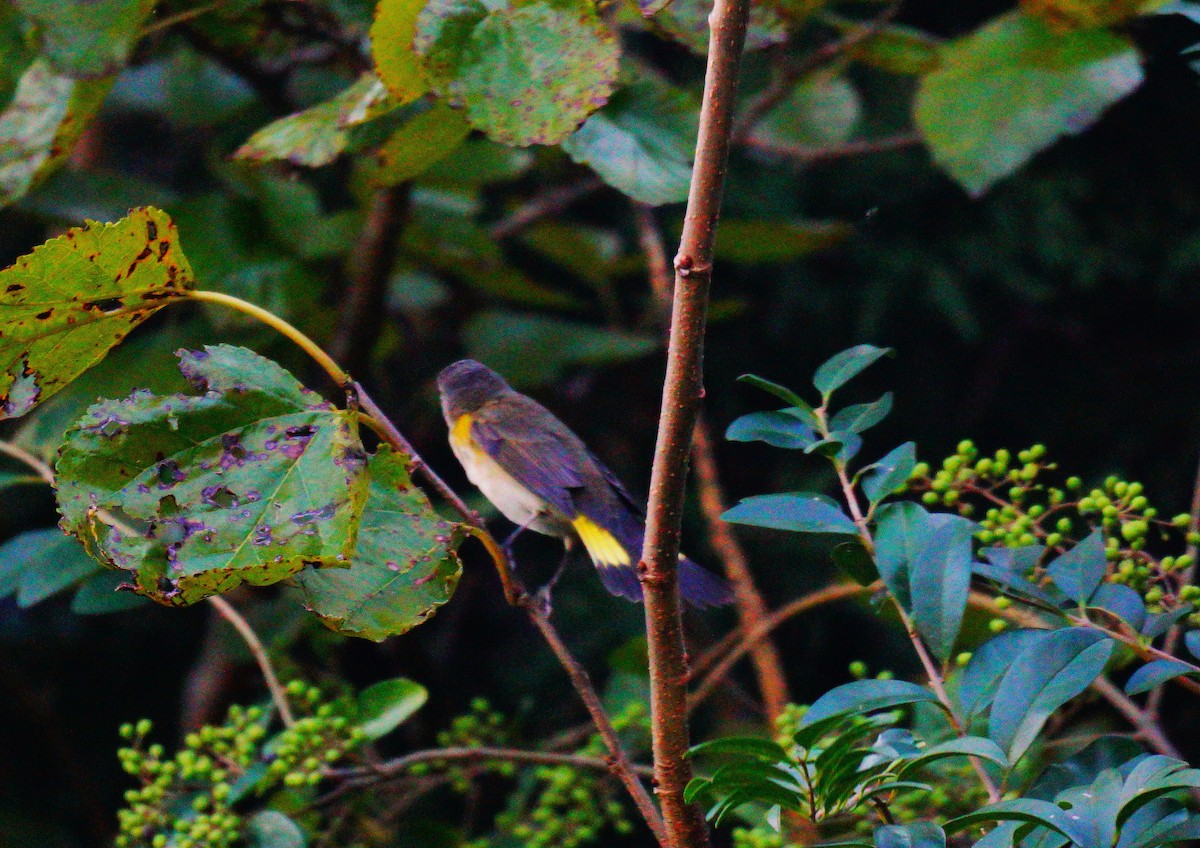 American Redstart - ML642191871