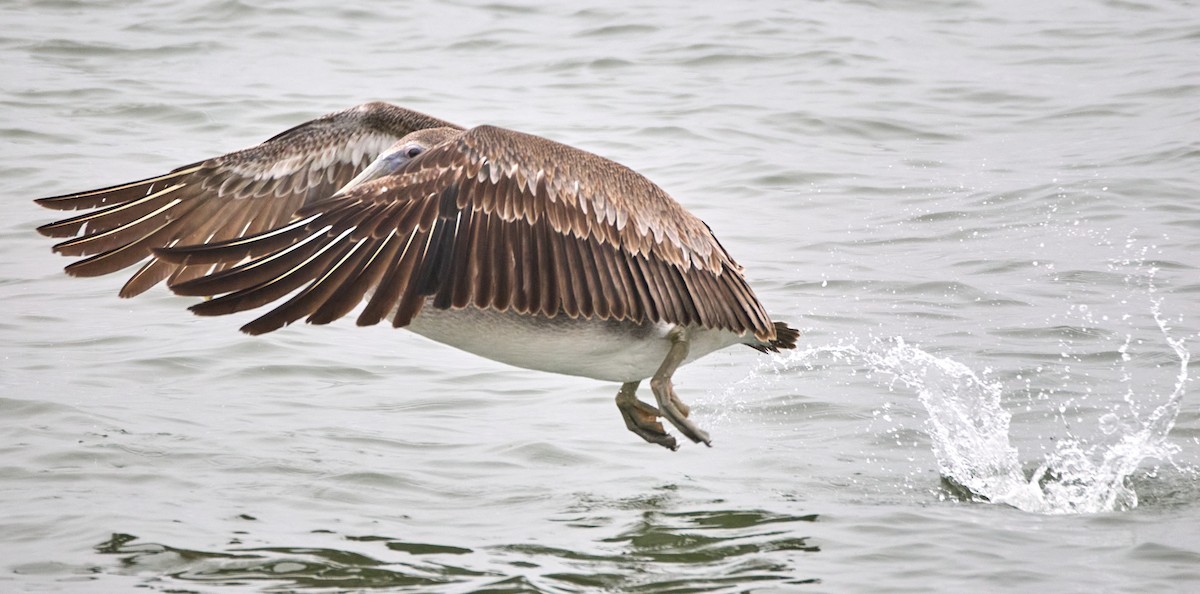 Brown Pelican - ML642191873