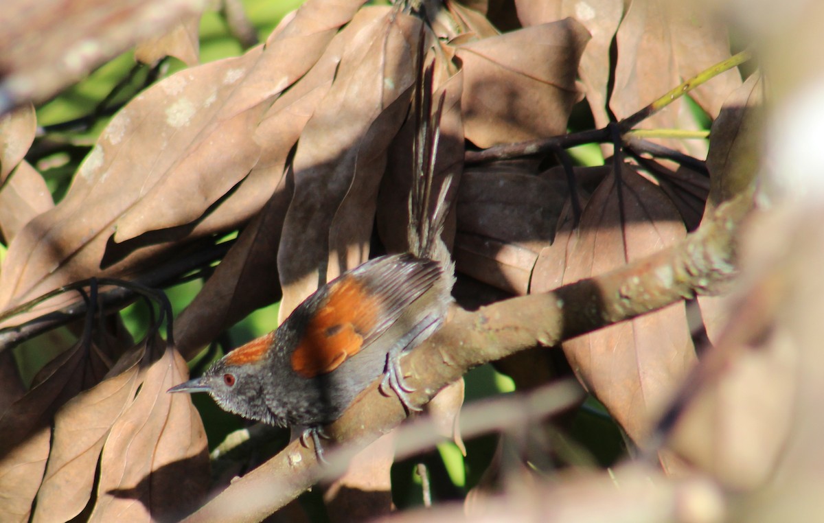 Slaty Spinetail - ML642191875