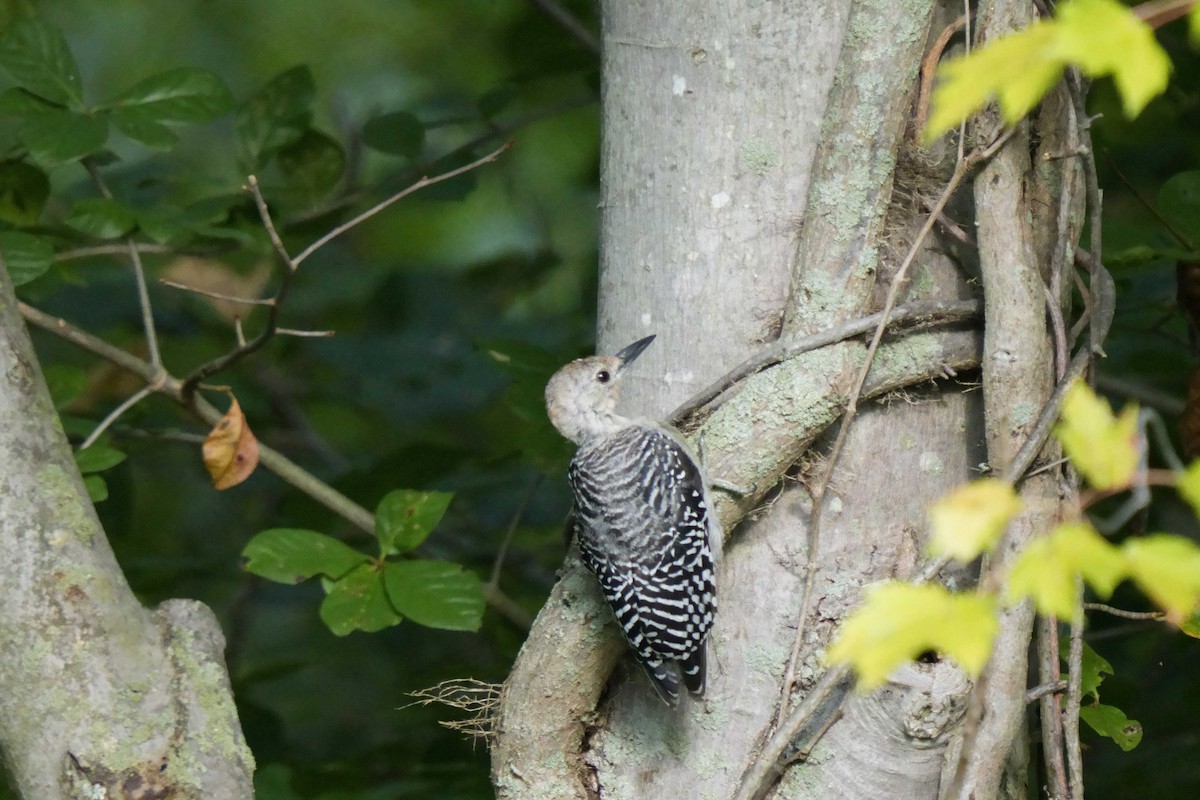 Red-bellied Woodpecker - ML642191876