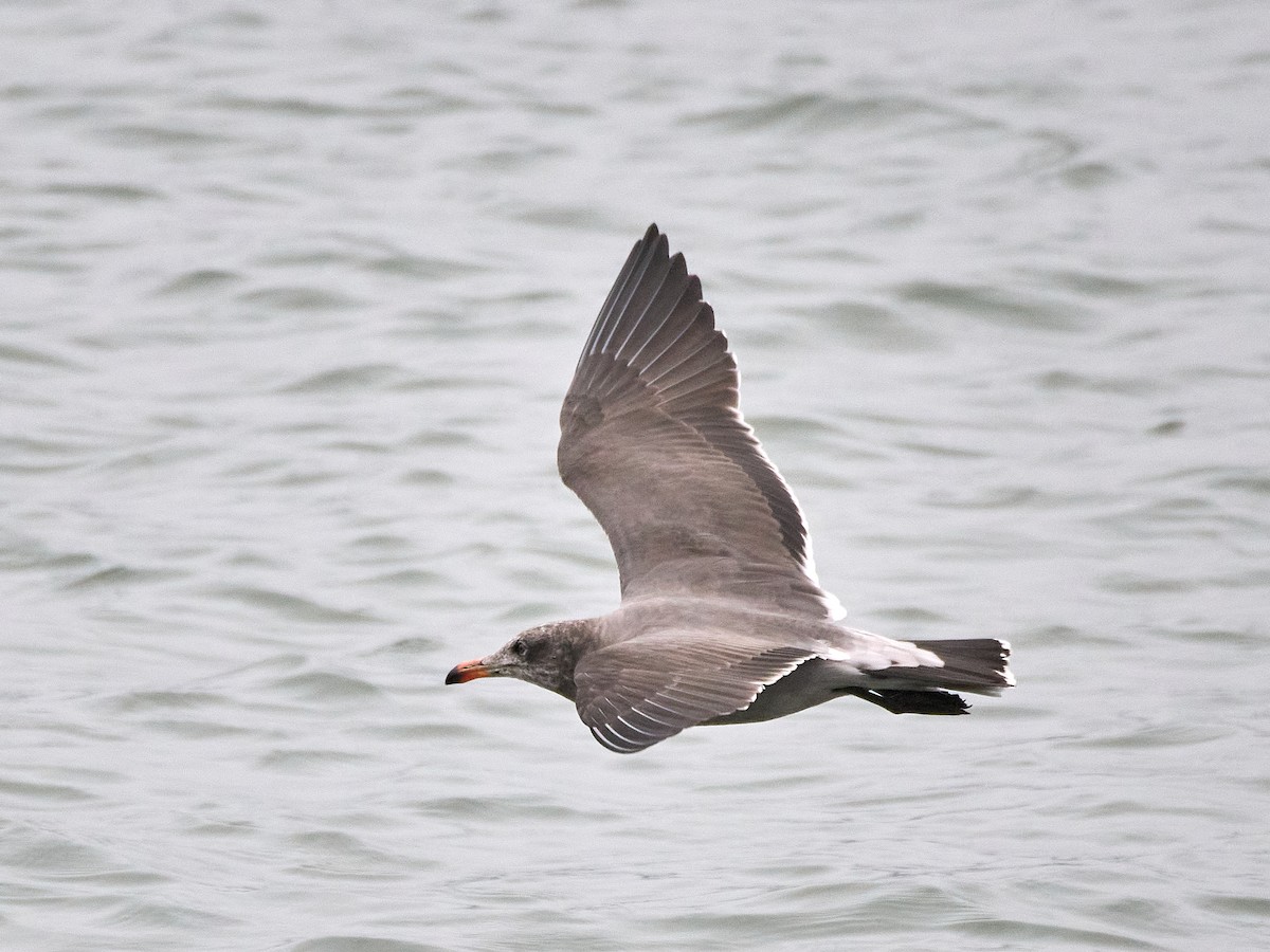 Heermann's Gull - ML642191877