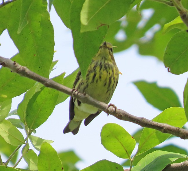 Cape May Warbler - ML642191878