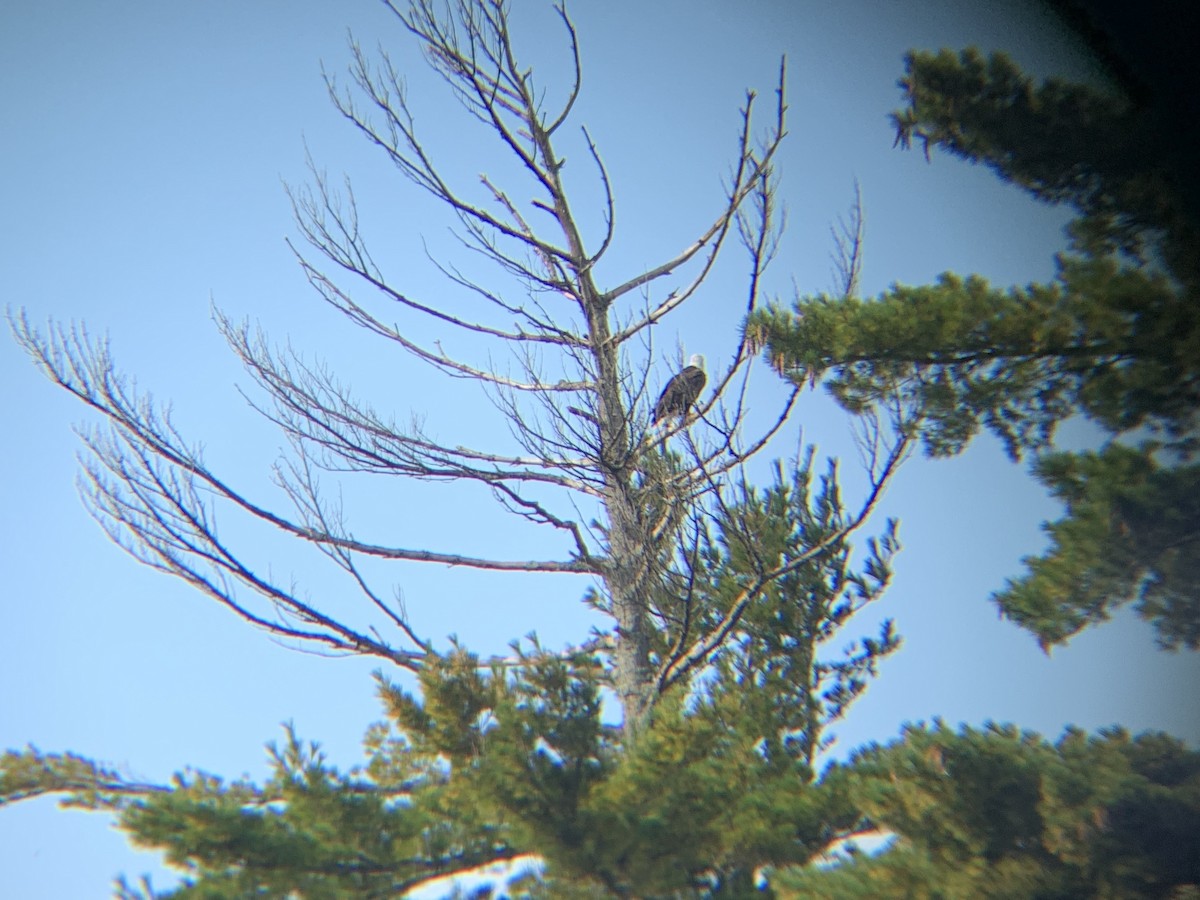 Bald Eagle - ML642191879