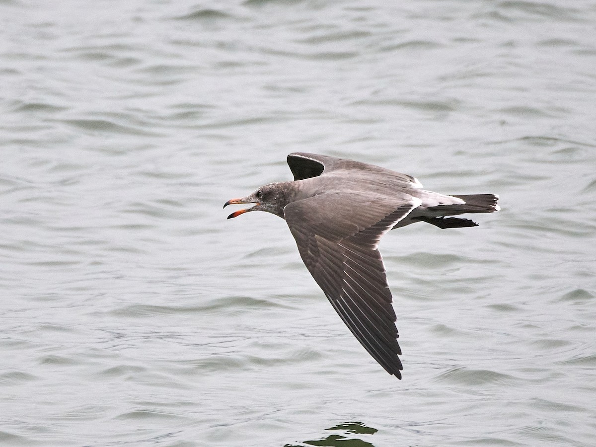 Heermann's Gull - ML642191880