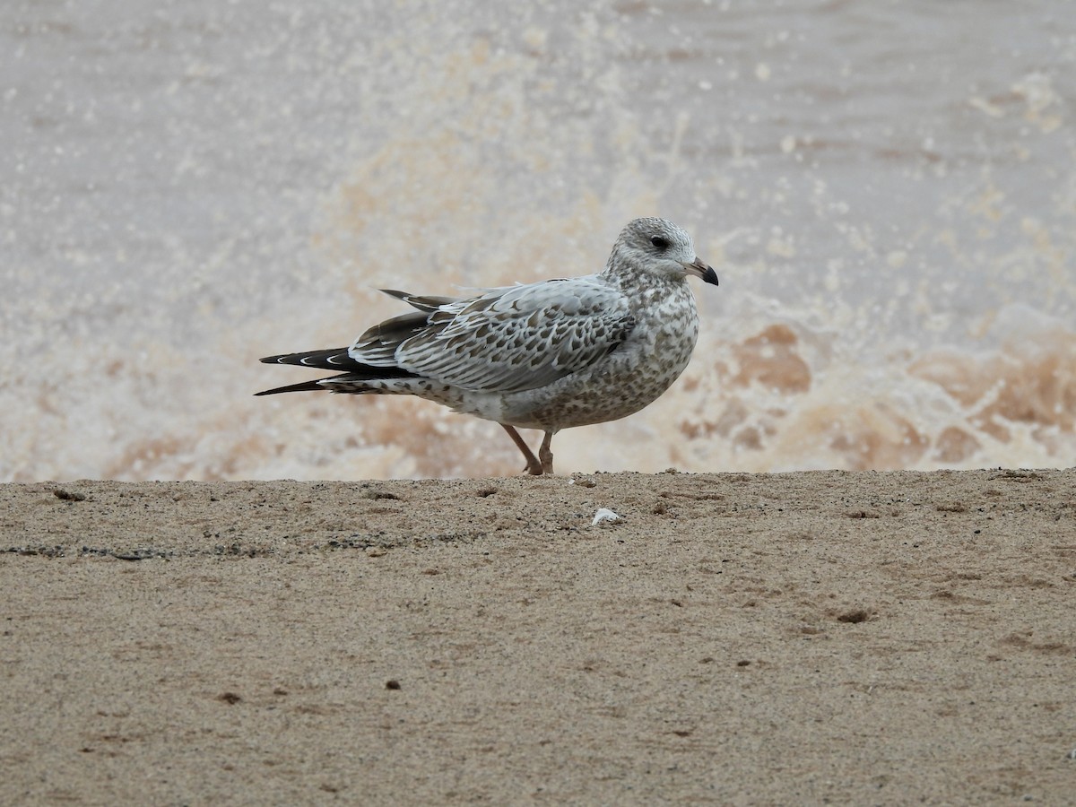 Ring-billed Gull - ML642191881