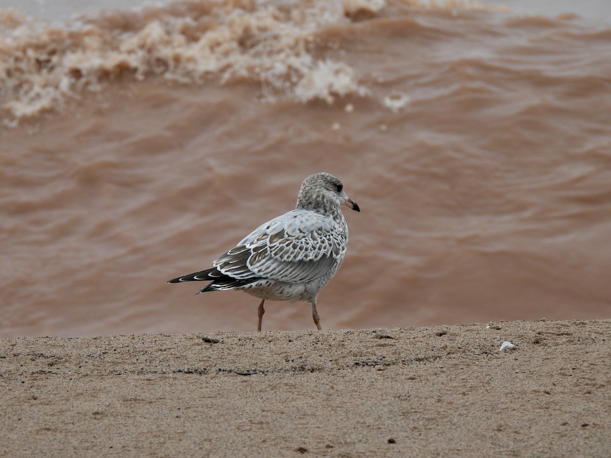 Ring-billed Gull - ML642191882