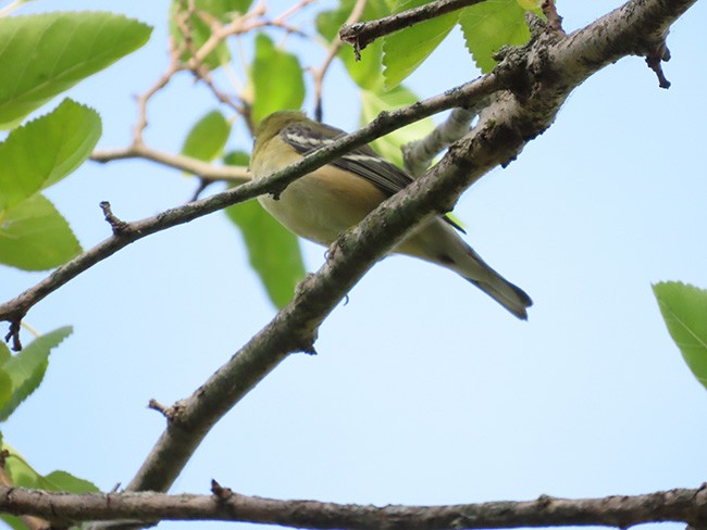 Bay-breasted Warbler - ML642191885