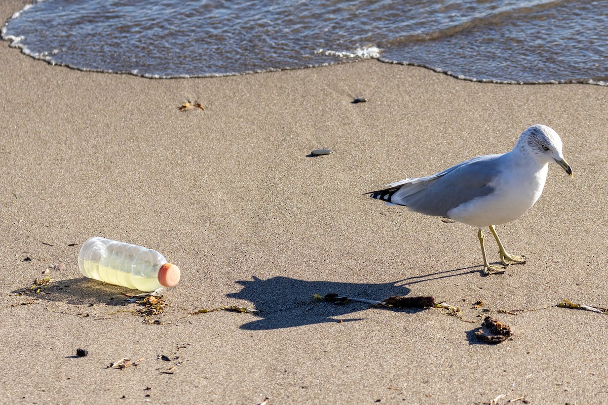 Ring-billed Gull - ML642191886