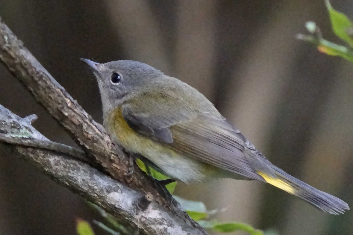 American Redstart - ML642191893