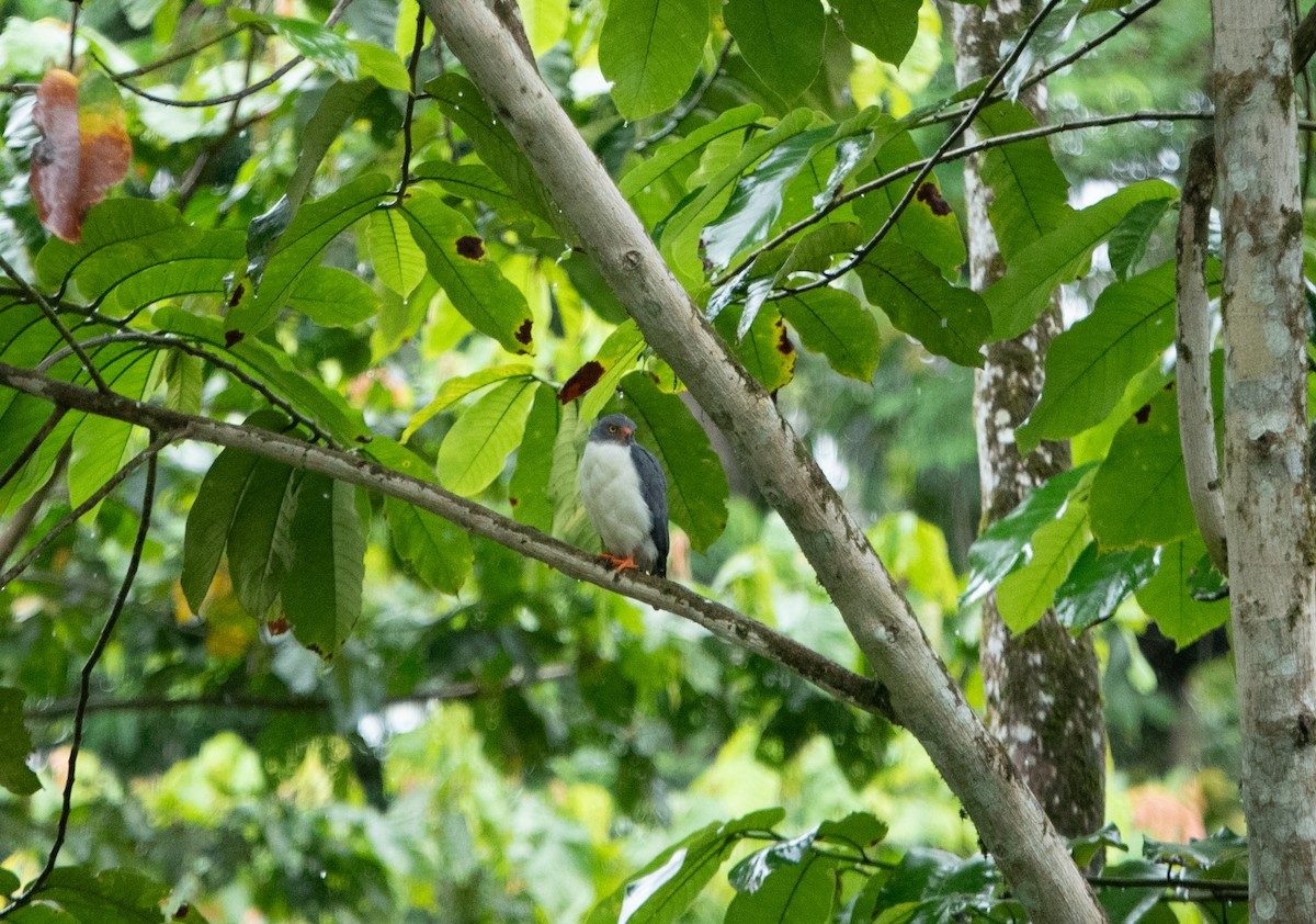 Semiplumbeous Hawk - ML642191894