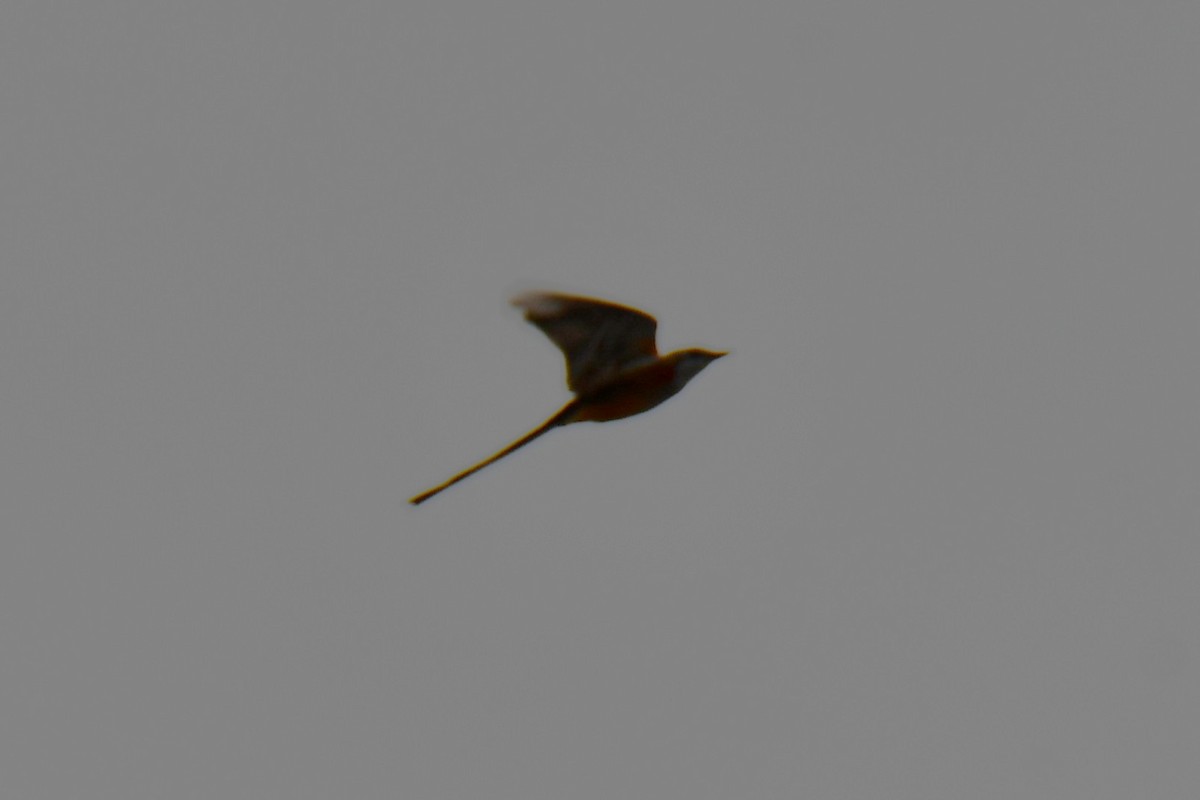 Scissor-tailed Flycatcher - ML642191895