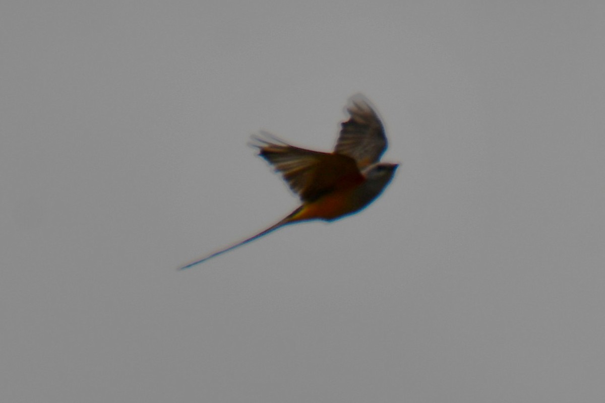 Scissor-tailed Flycatcher - ML642191896