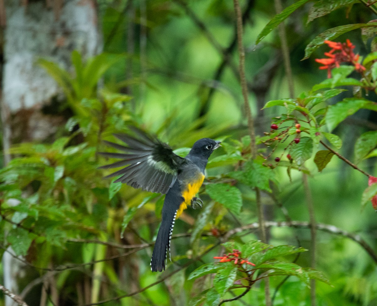 Gartered Trogon - ML642191902