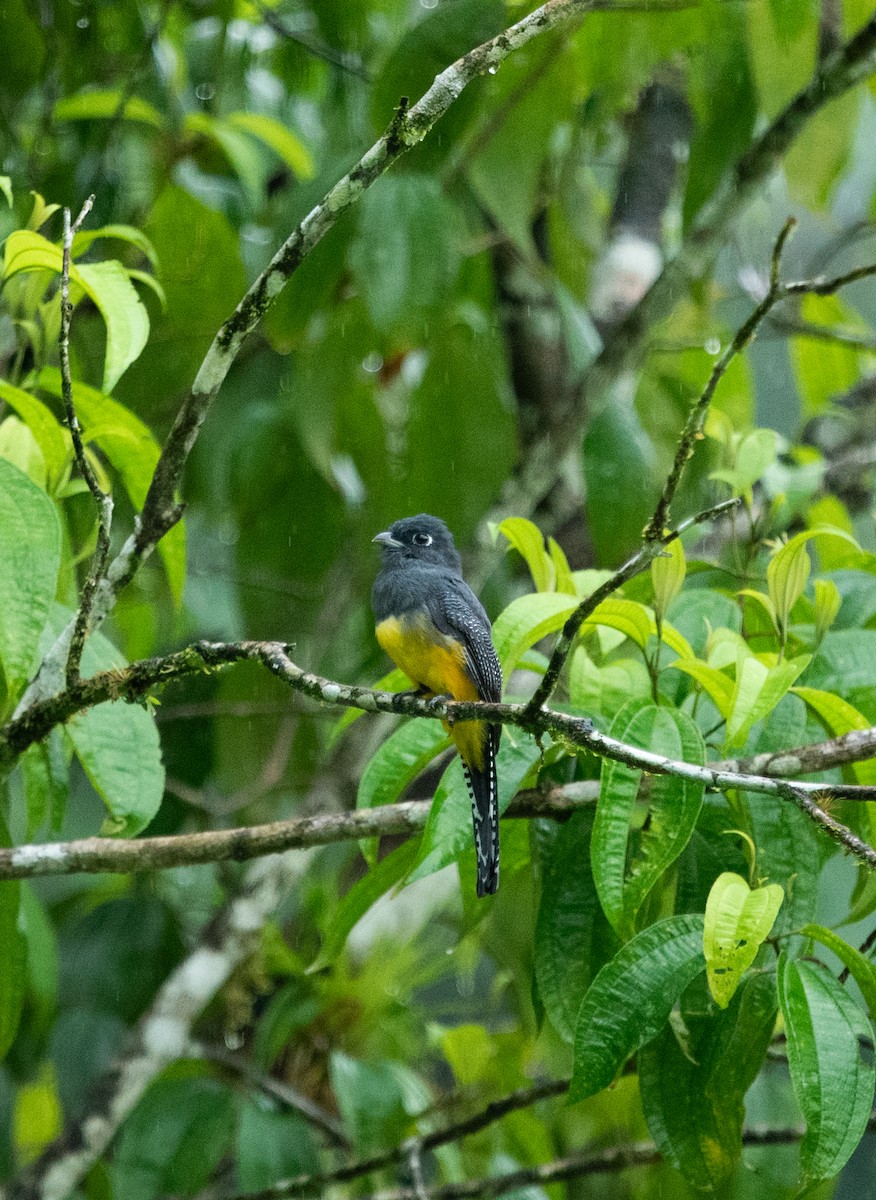 Gartered Trogon - ML642191903