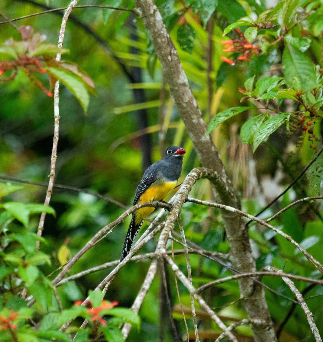 Gartered Trogon - ML642191906
