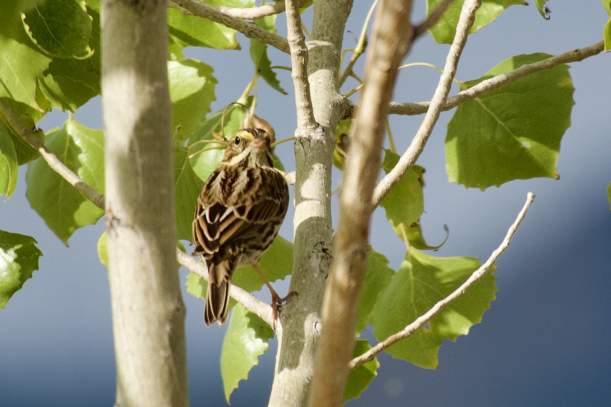 Savannah Sparrow - ML642191908