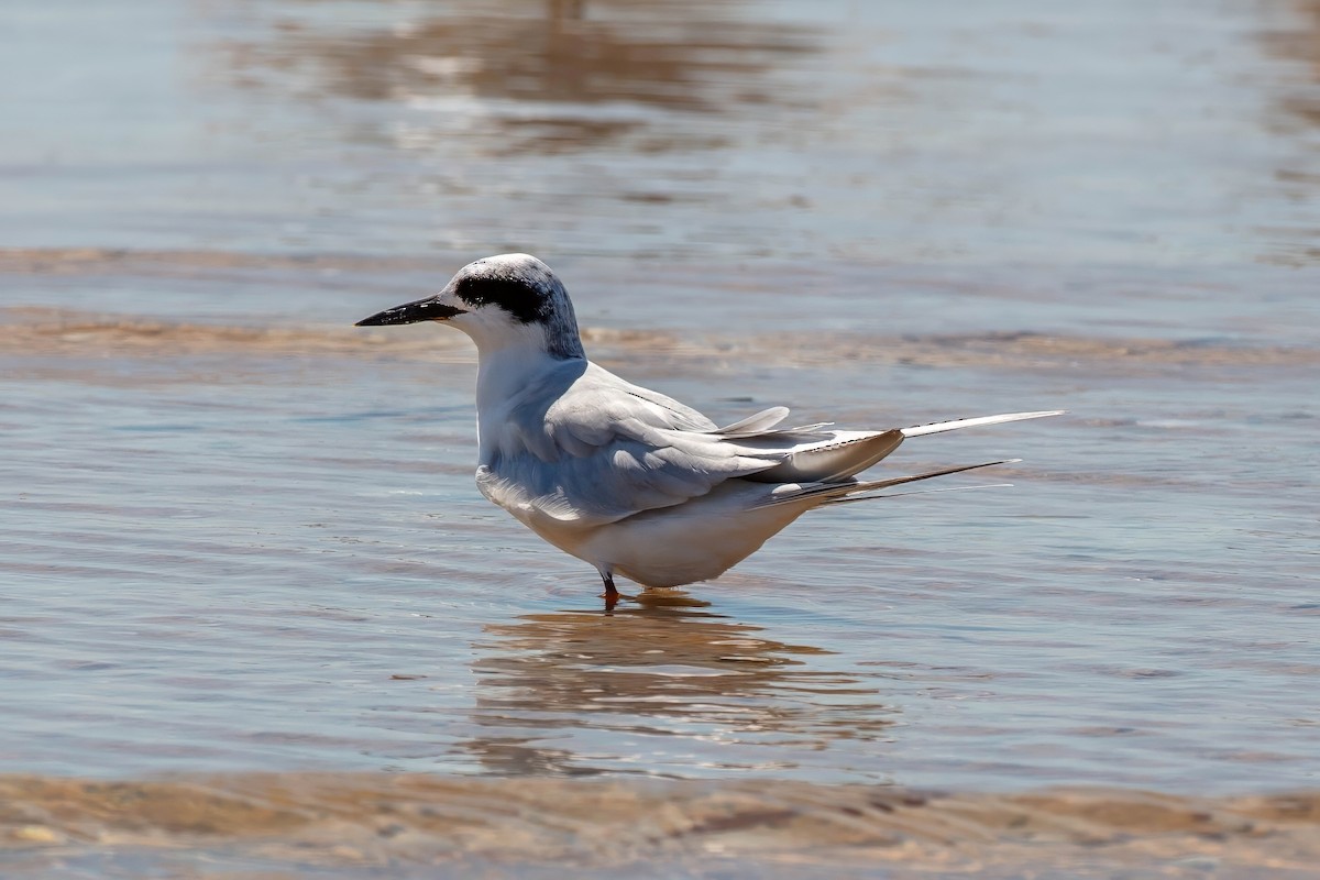 Forster's Tern - ML642191939