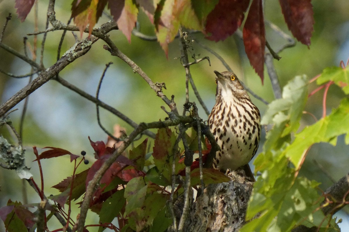 Brown Thrasher - ML642191948