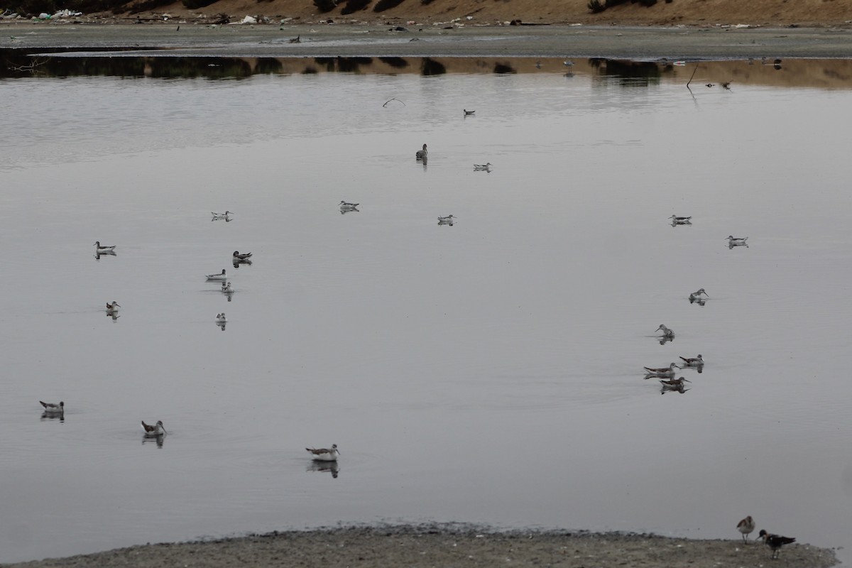 Red-necked Phalarope - ML642191956