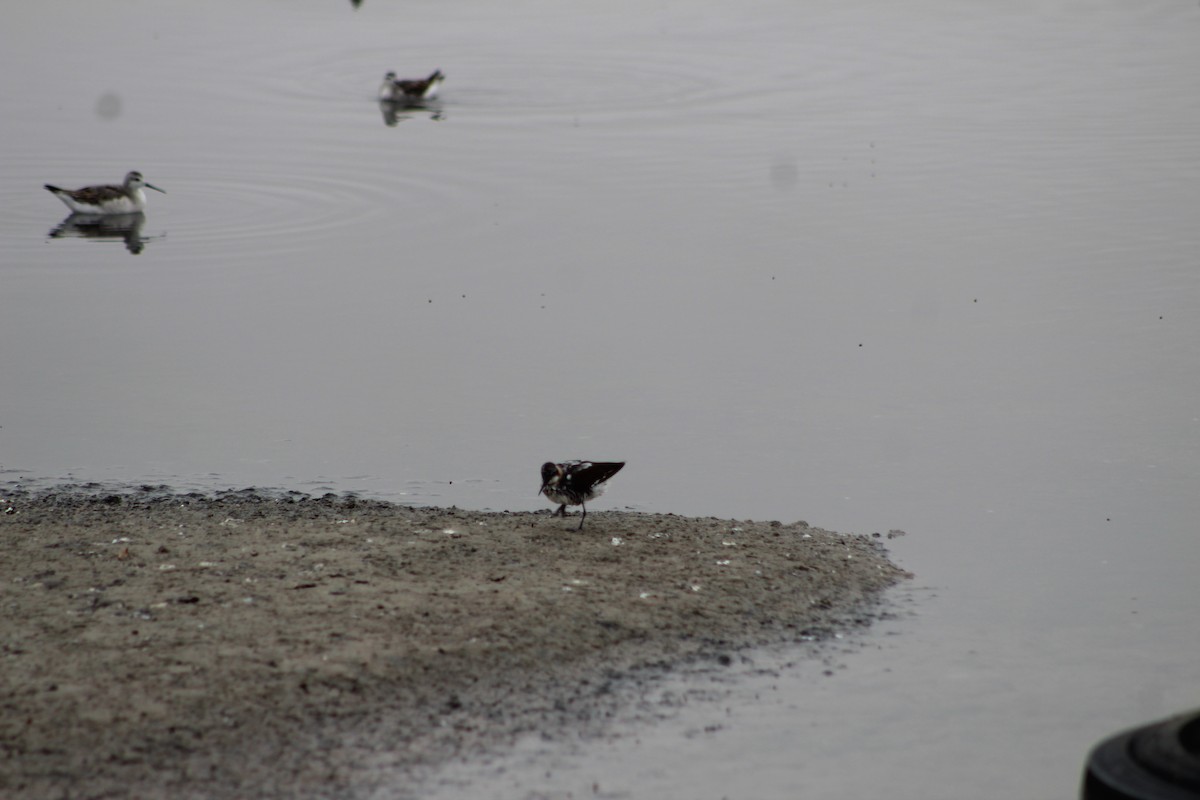 Red-necked Phalarope - ML642191957