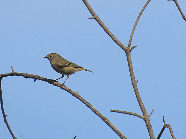 Ruby-crowned Kinglet - ML642191968