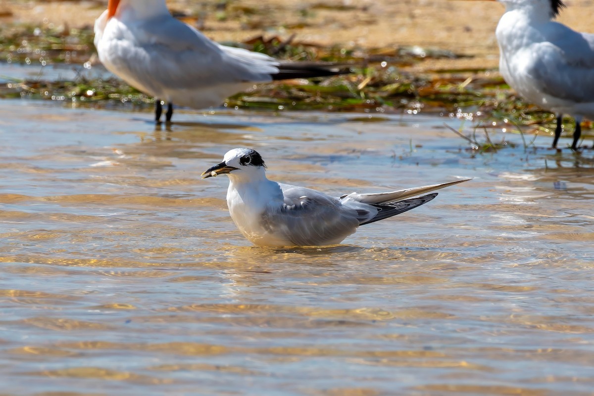 Sandwich Tern - ML642191977
