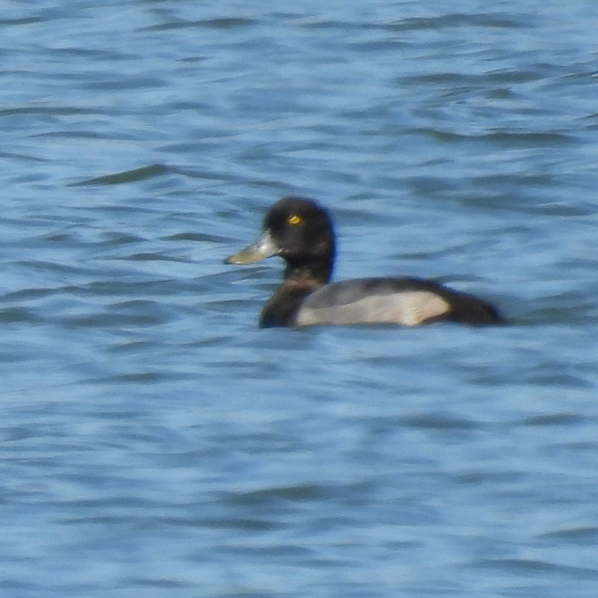 Greater Scaup - ML642191994