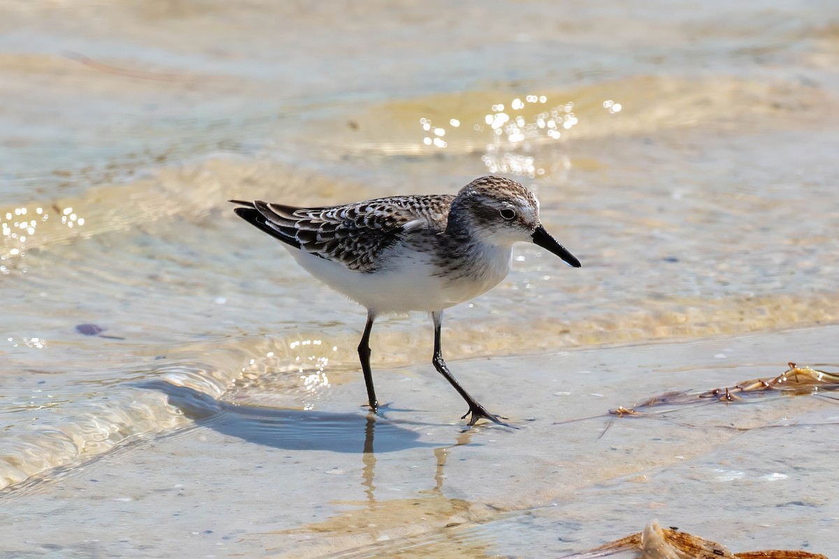 Semipalmated Sandpiper - ML642192080