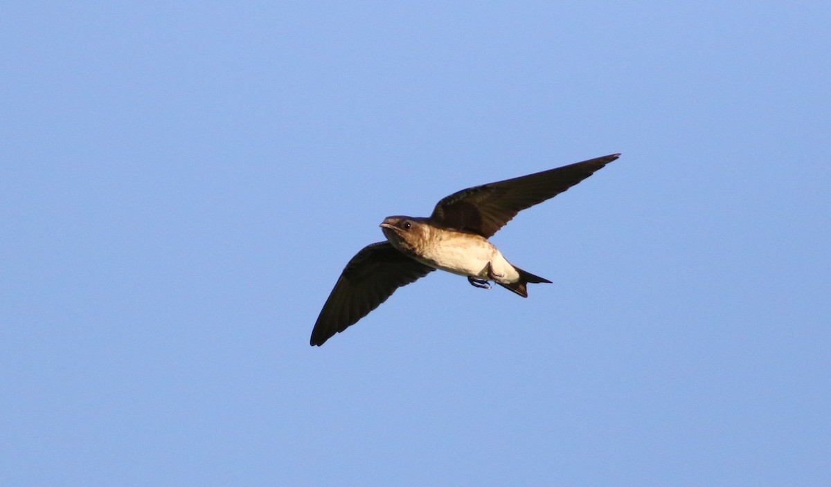 Purple Martin - ML642192081