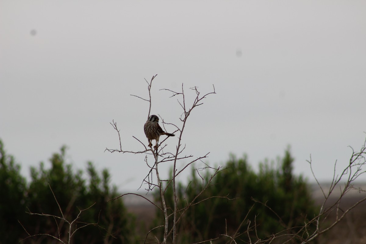 American Kestrel - ML642192092