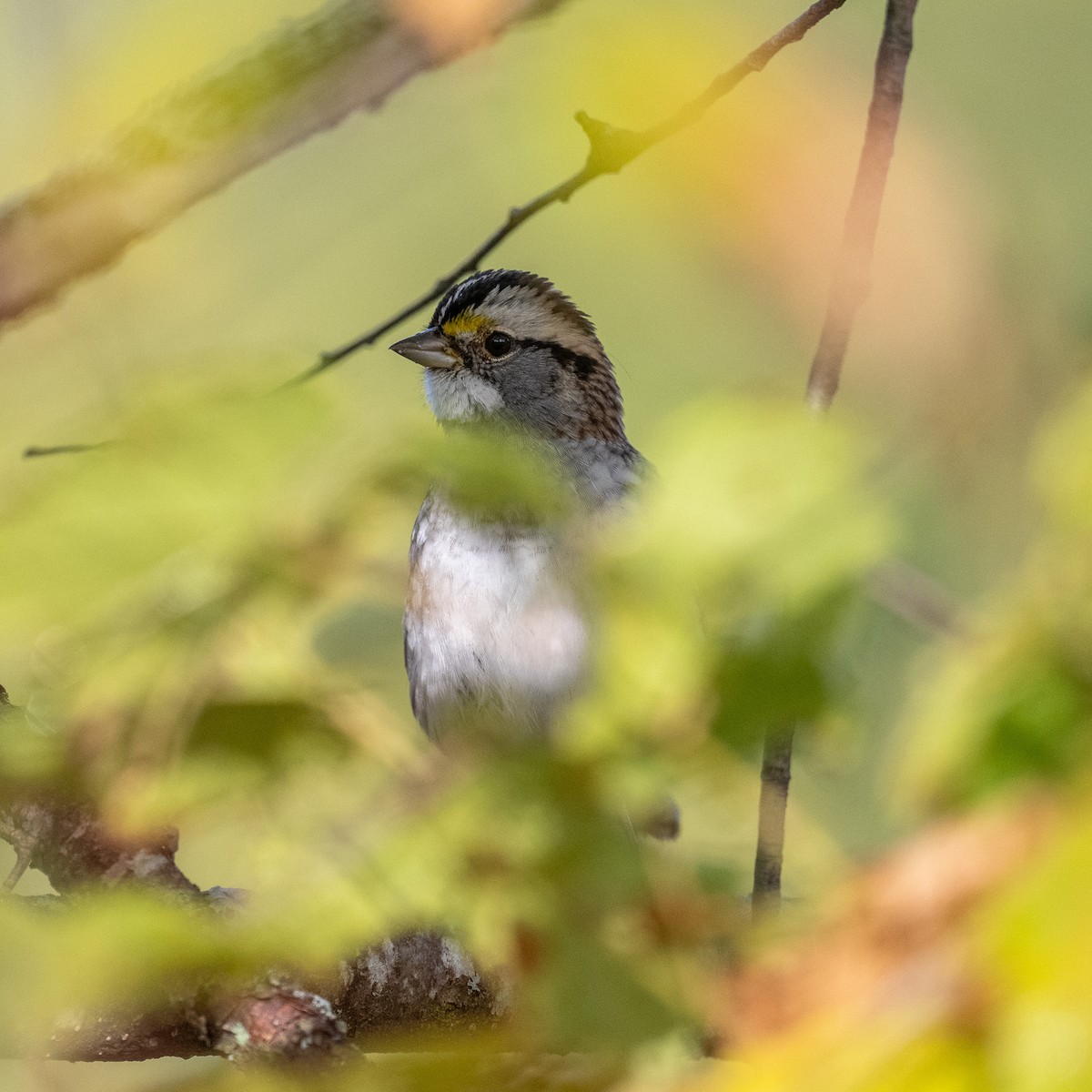 Weißkehlammer - ML642192102
