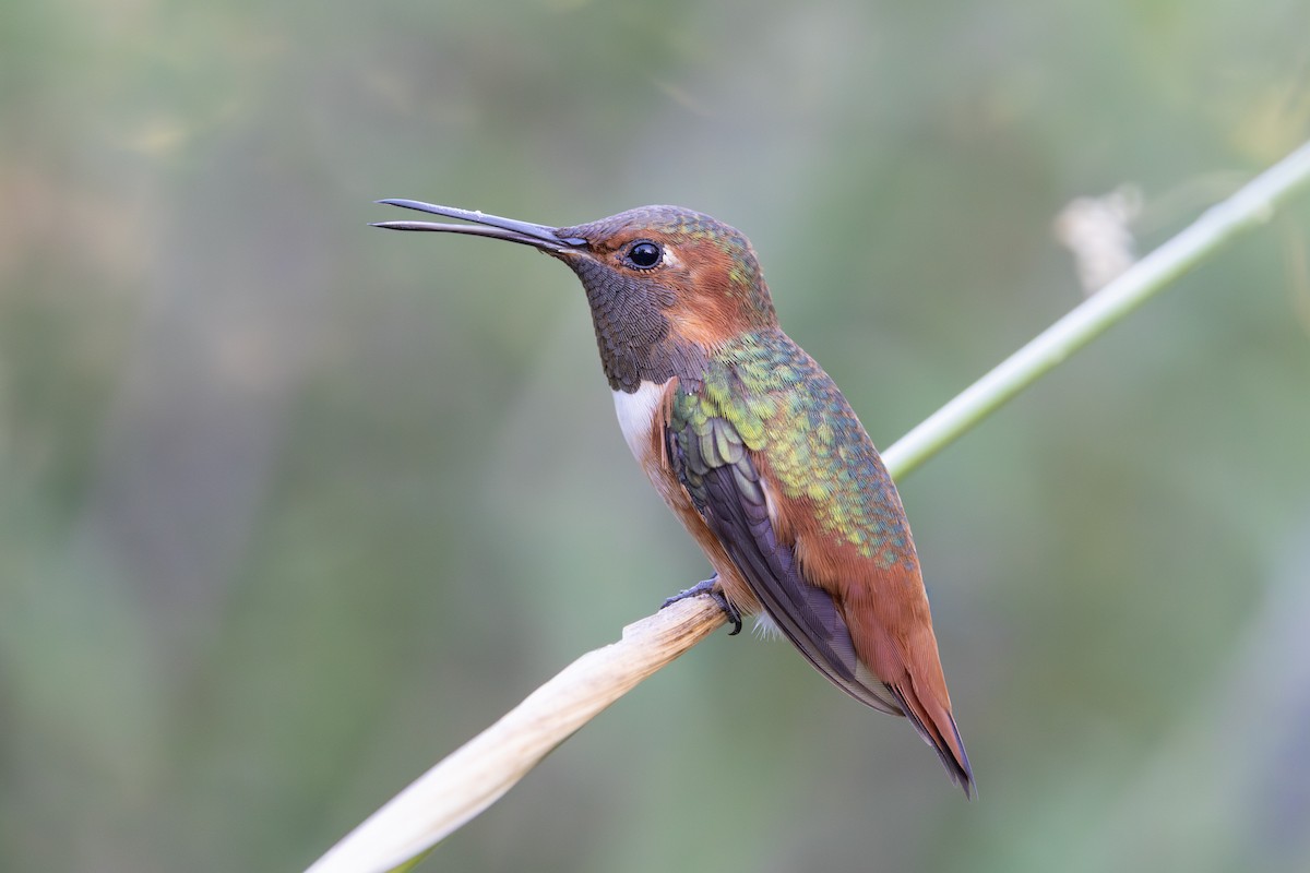 Allen's Hummingbird - ML642192104