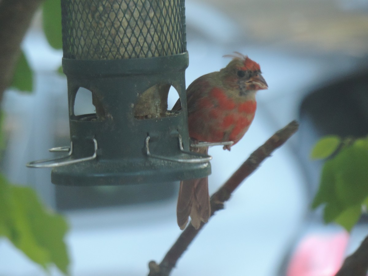 Northern Cardinal - ML642192112