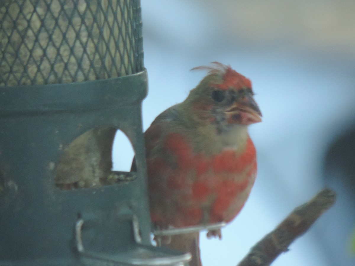 Northern Cardinal - ML642192113