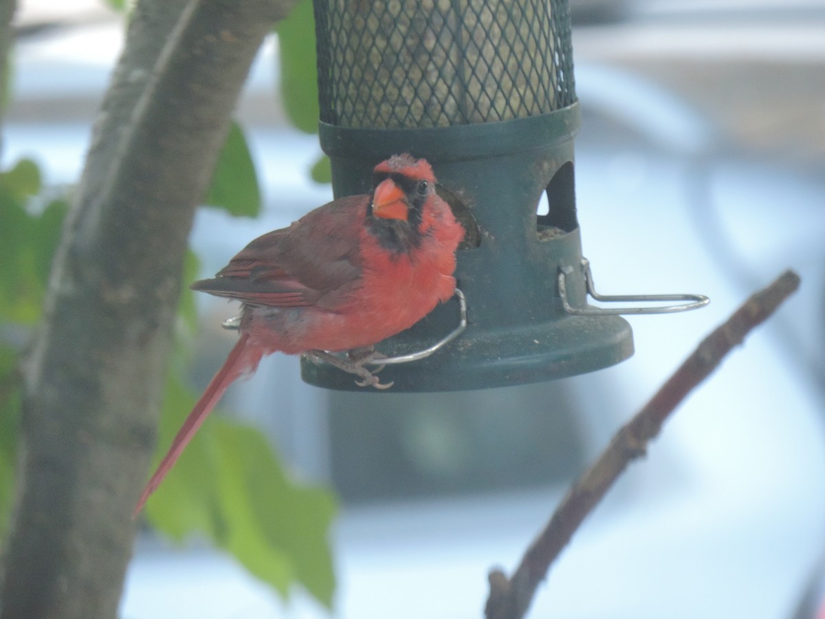 Northern Cardinal - ML642192114