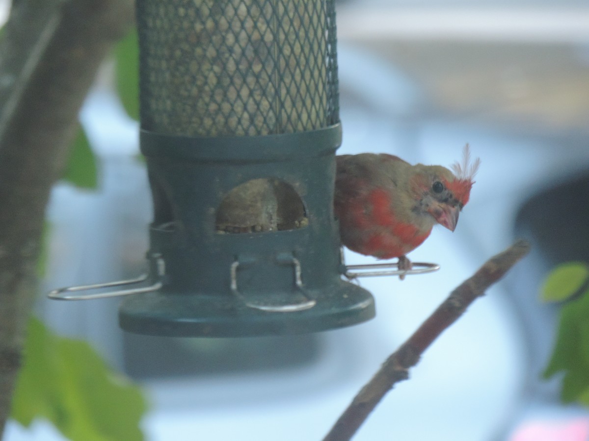 Northern Cardinal - ML642192117