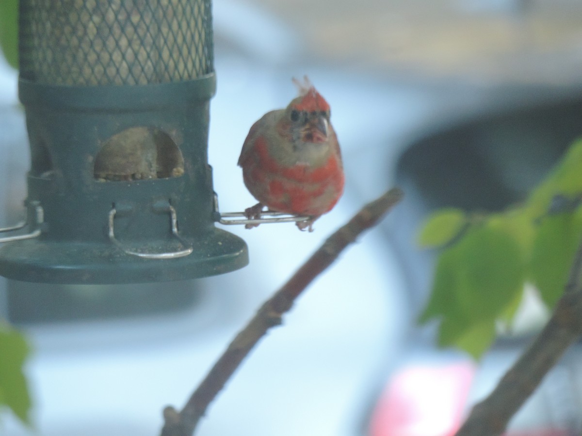 Northern Cardinal - ML642192118