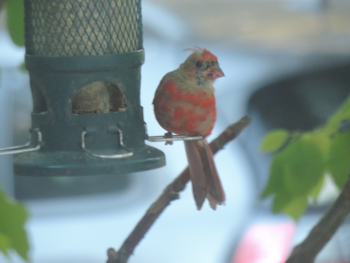 Northern Cardinal - ML642192119