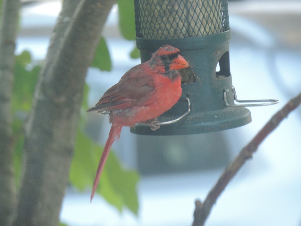 Northern Cardinal - ML642192120