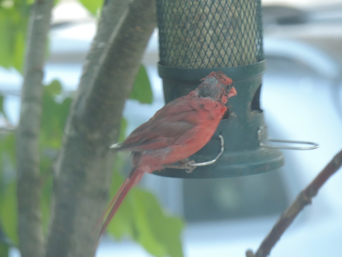 Northern Cardinal - ML642192124