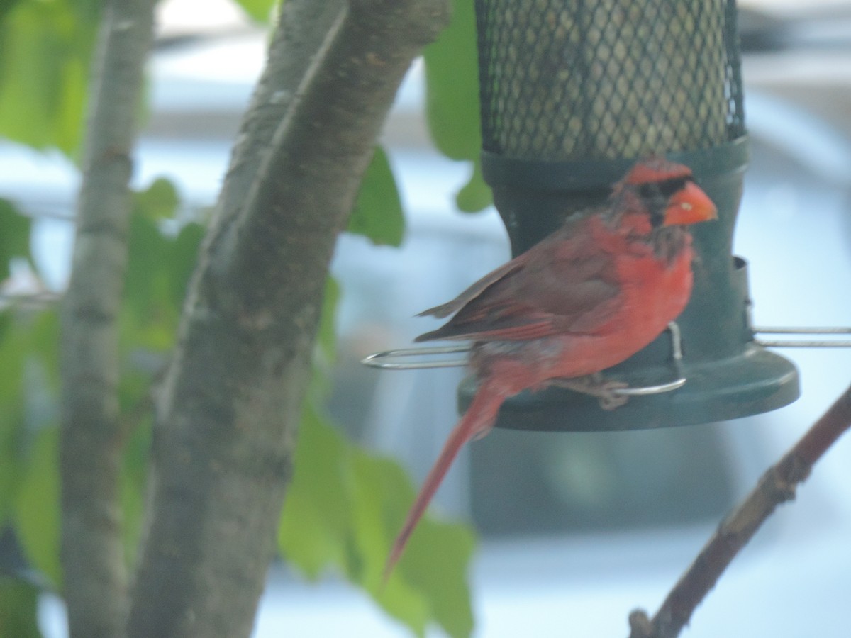 Northern Cardinal - ML642192126