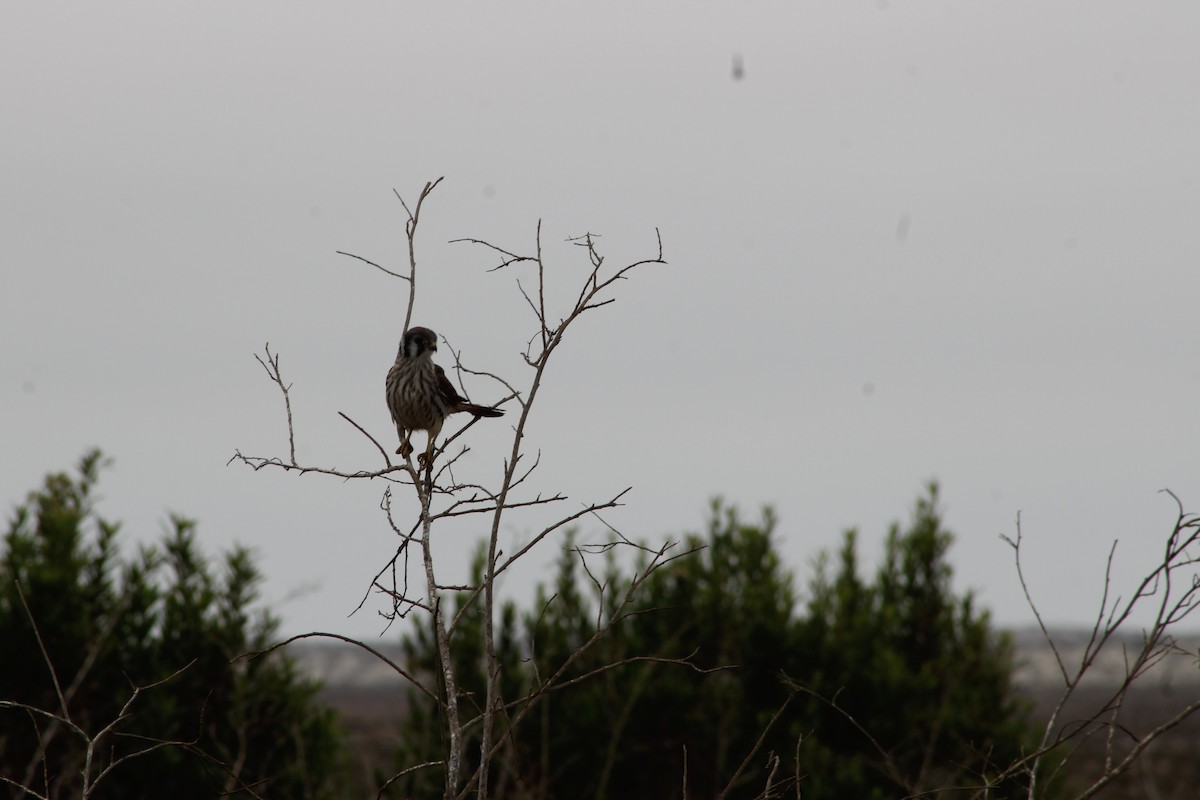 American Kestrel - ML642192154