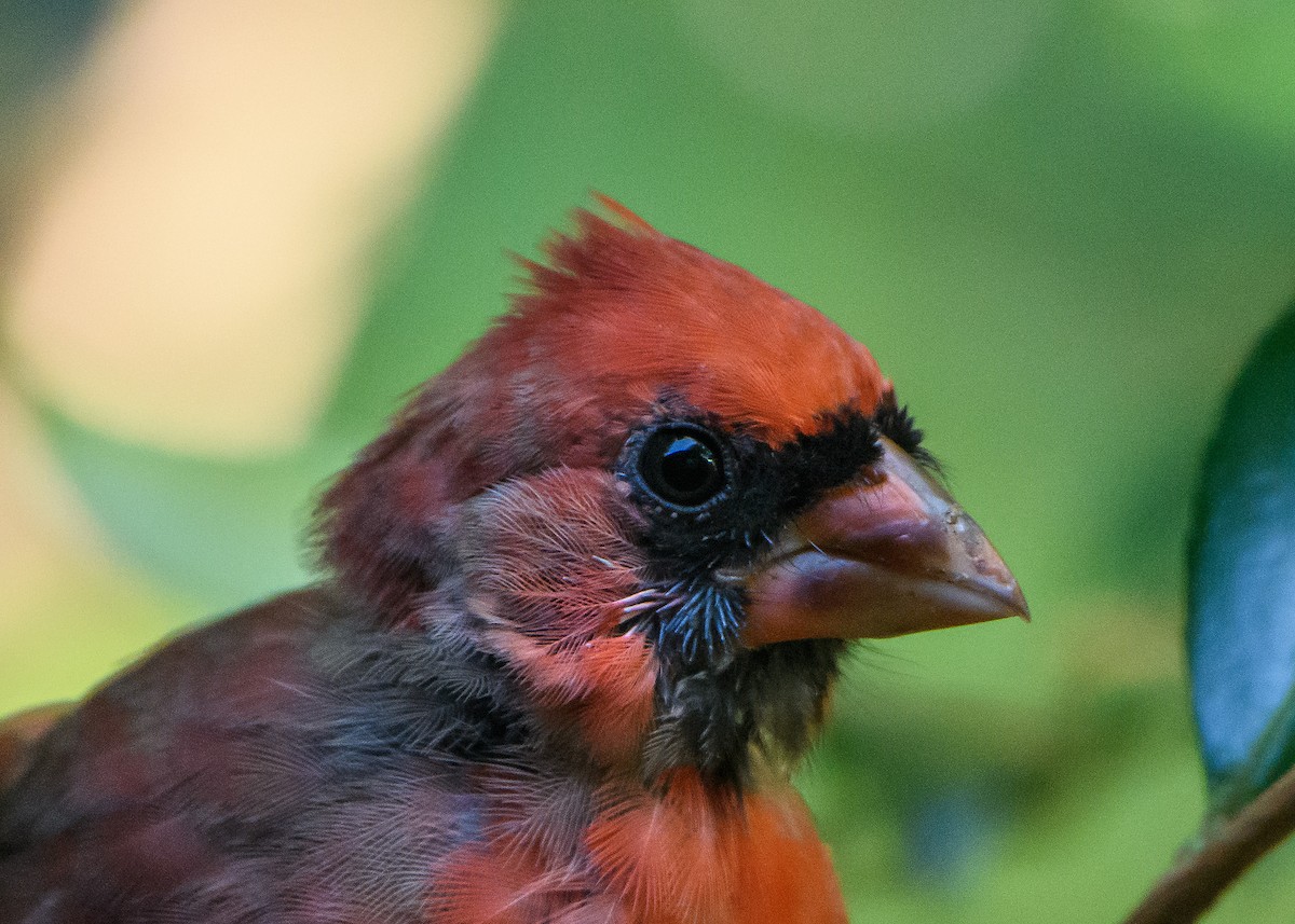 Northern Cardinal - ML642192156