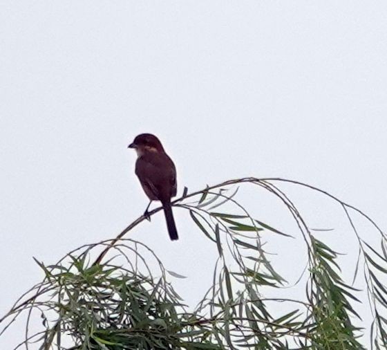 Bull-headed Shrike - ML642192192