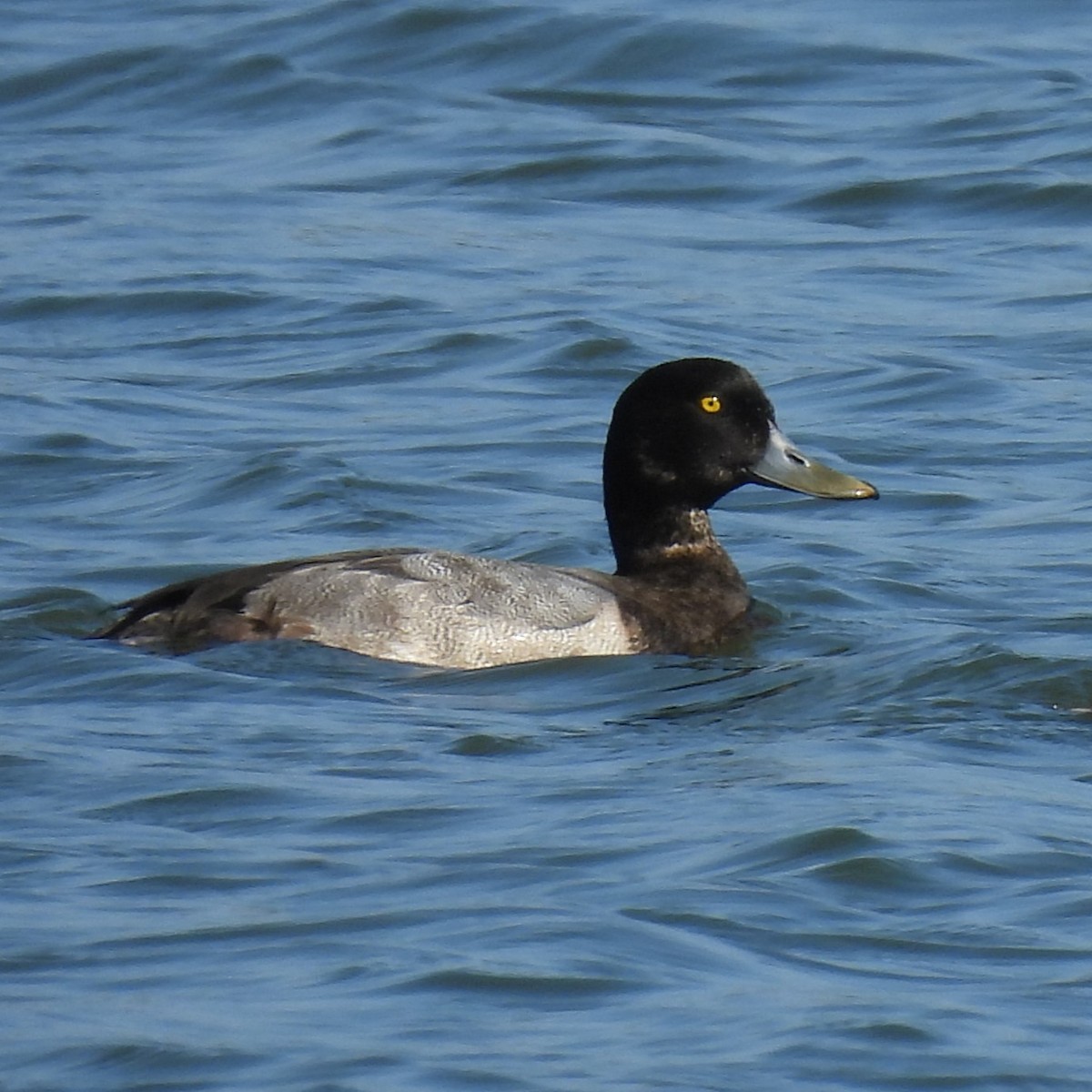 Greater Scaup - ML642192196