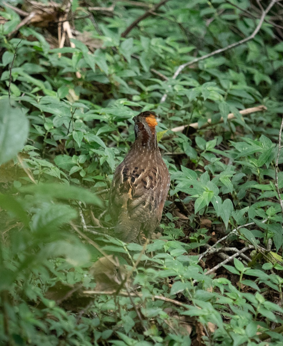 Spotted Wood-Quail - ML642192228