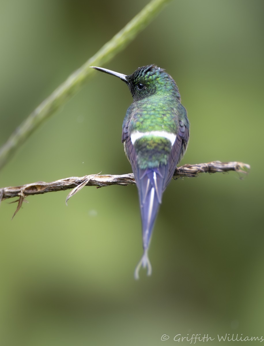 Green Thorntail - ML642192231
