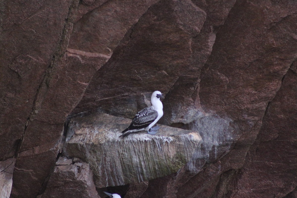 Peruvian Booby - ML642192232