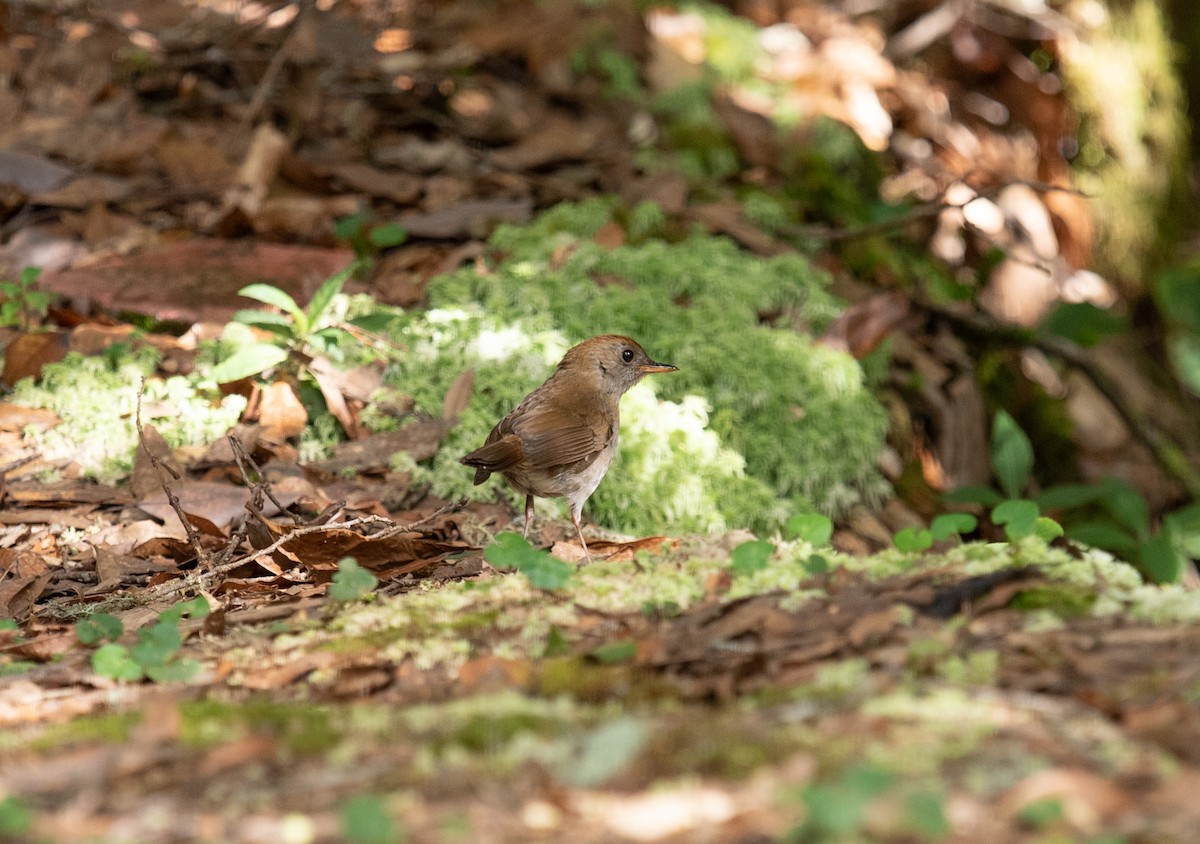 Ruddy-capped Nightingale-Thrush - ML642192235