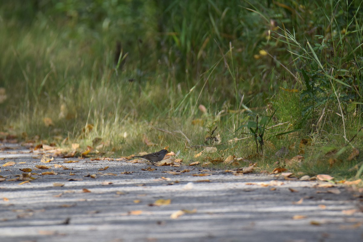 new world sparrow sp. - ML642192240